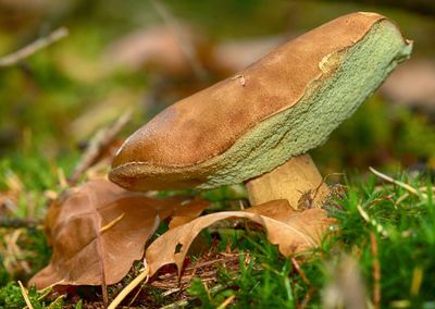 Close-up of mushroom growing on field