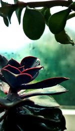 Close-up of flowering plant