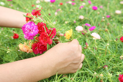 Close-up of hand holding red flowering plant