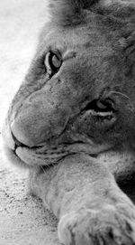 Restful gaze of a lioness