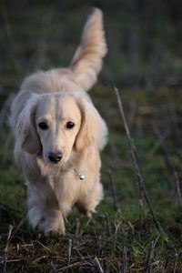 Portrait of dog on field