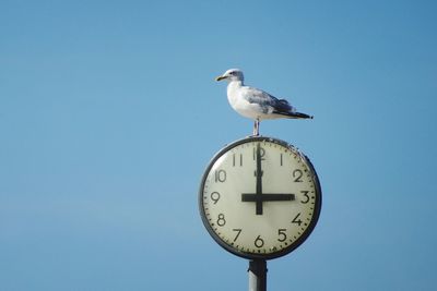 Low angle view of seagull perching on the wall