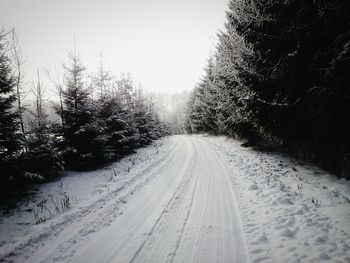 Road passing through trees