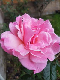 Close-up of pink rose blooming