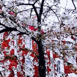 Low angle view of blooming tree