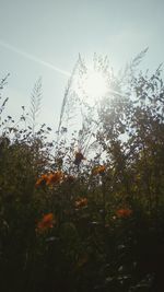 Low angle view of plants against sky