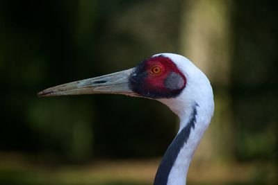 Close-up of bird