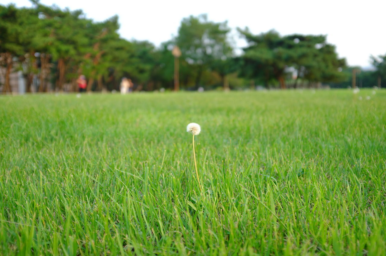 grass, field, growth, green color, grassy, beauty in nature, nature, freshness, flower, focus on foreground, landscape, tranquility, plant, fragility, tranquil scene, meadow, green, tree, selective focus, day