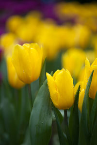 Close-up of yellow flowering plant