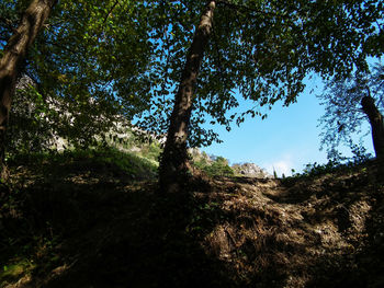 Low angle view of trees against sky