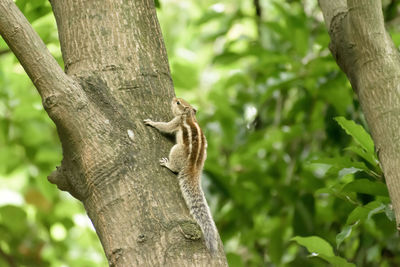 Squirrel on tree trunk