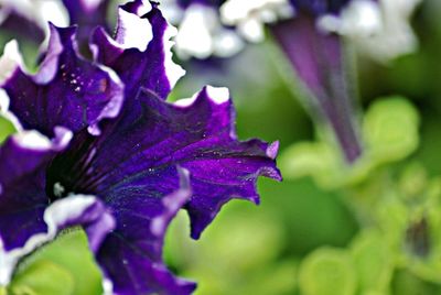 Close-up of purple flowers blooming outdoors