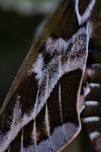 close-up