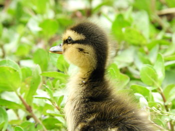 Close-up of a bird