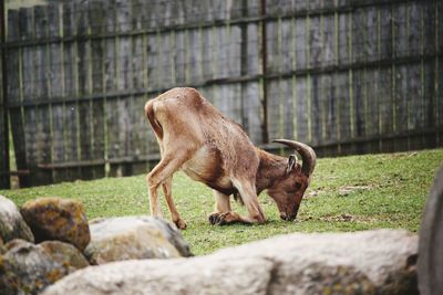 Side view of goat on rock