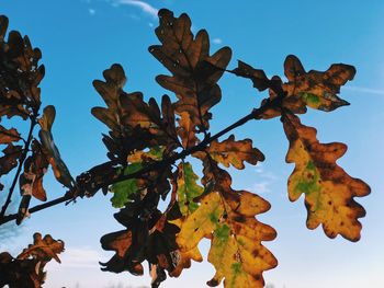 Low angle view of tree against sky