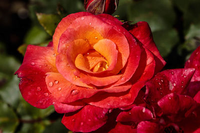 Close-up of wet red flowers blooming outdoors