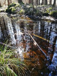 Reflection of plants in lake