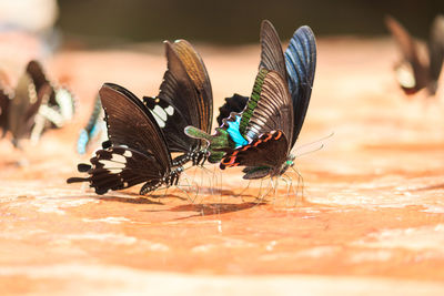 Butterflies on surface