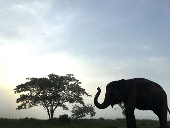 View of elephant standing on land against sky