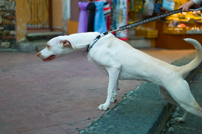 Dog on floor