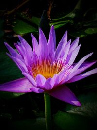 Close-up of lotus water lily in pond