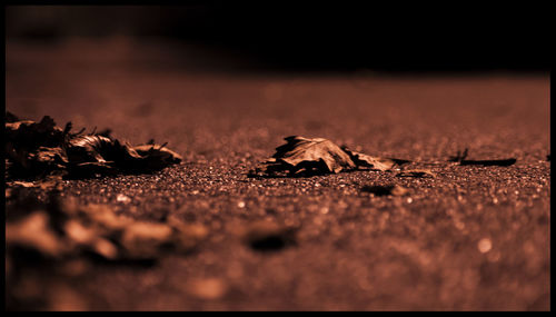 Surface level of dry leaves on ground