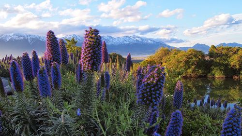 Panoramic view of fresh flowers in mountains against sky