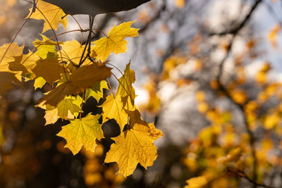 Close-up of yellow maple leaves against blurred background