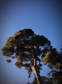 Low angle view of trees against clear blue sky