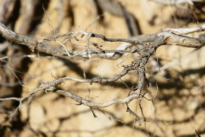 Close-up of tree trunk