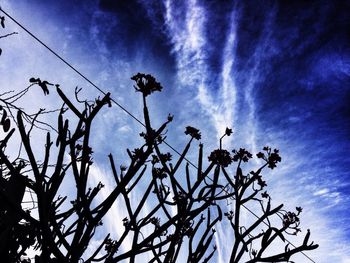 Low angle view of plants against cloudy sky