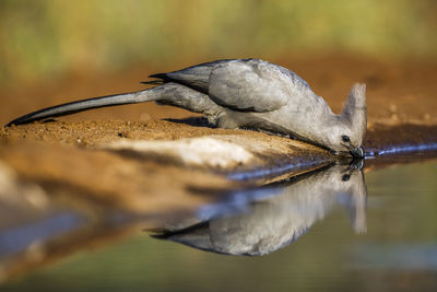 Close-up of bird flying over lake