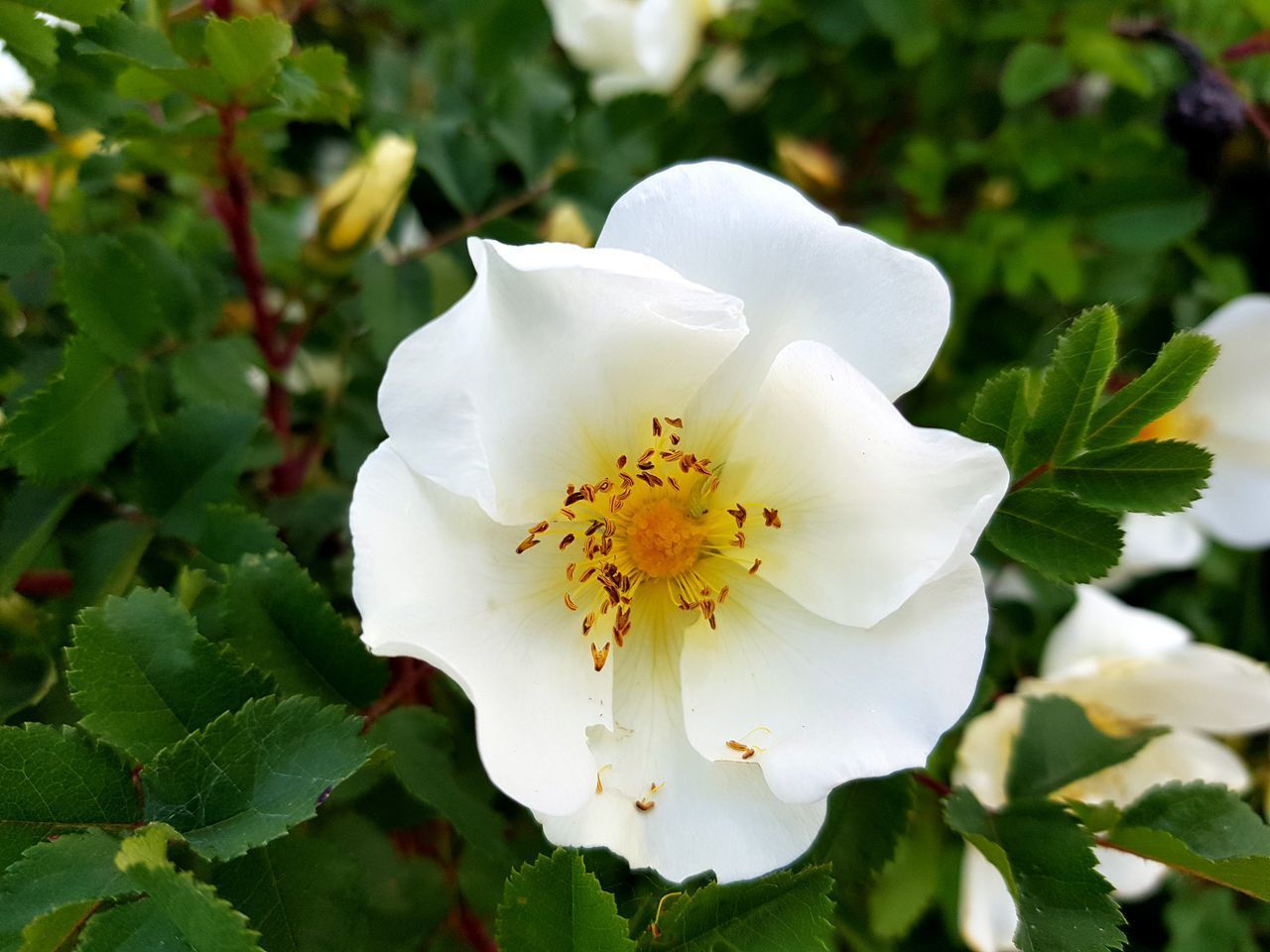 CLOSE-UP OF FRESH WHITE ROSE FLOWER