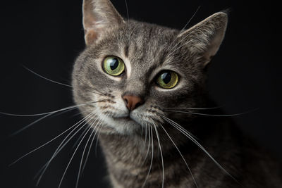 Close-up portrait of cat against black background