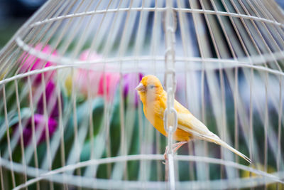 Close-up of parrot perching in cage