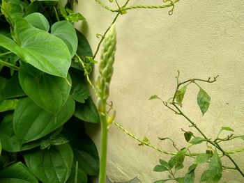 Close-up of green leaves on wall