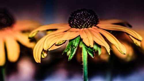 Close-up of orange flowers blooming against sky