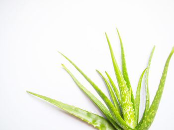 Close-up of succulent plant against white background