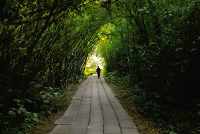 Rear view of man walking on walkway in forest