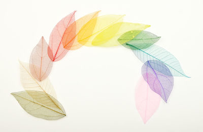 Close-up of multi colored leaves against white background