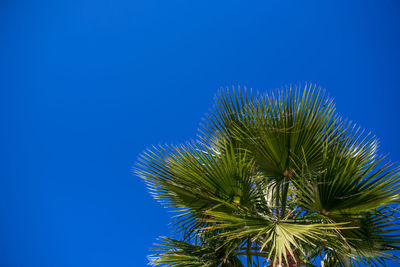 Low angle view of coconut palm tree against blue sky