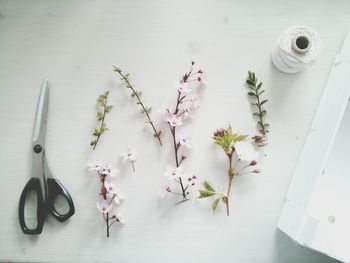 Close-up of flowers