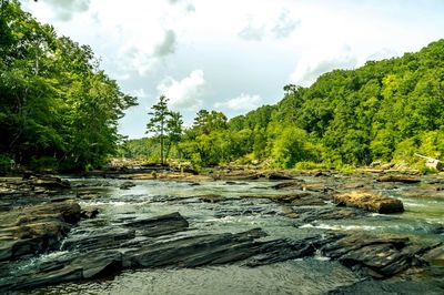 Scenic view of river with trees in background