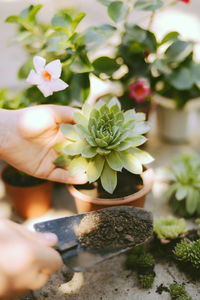 Close-up of hand holding flowers