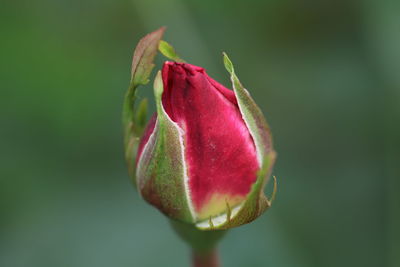 Close-up of red rose bud