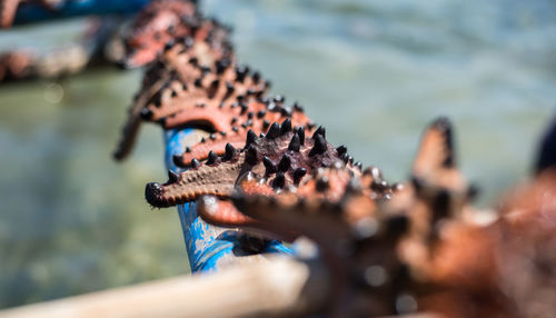 Close-up of turtle in sea