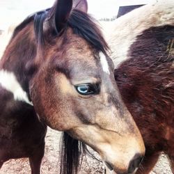 Close-up of horse