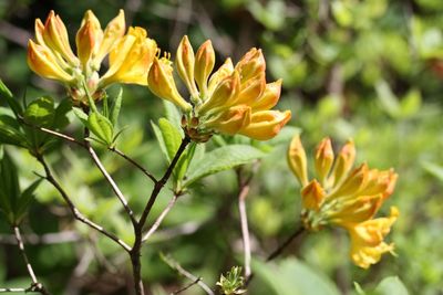 Close-up of yellow flowers blooming outdoors