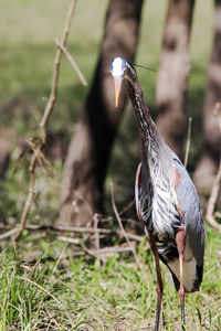 Close-up of bird perching on field